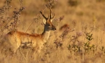 Pampus deer